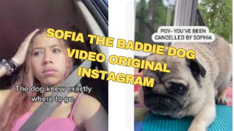 sophie the baddie dog|Digg Website 